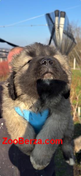 Kavkaski ovcar stenci