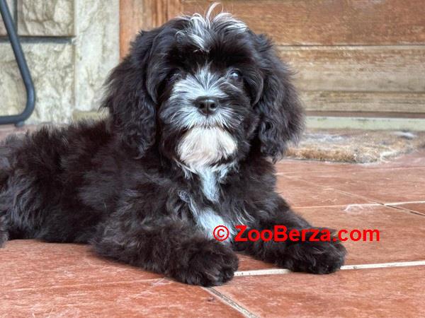 Slobodni štenci CAVAPOO 
