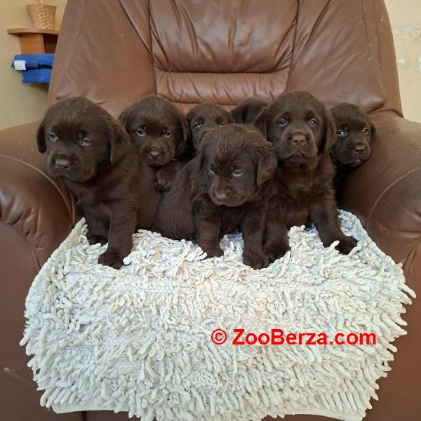 Labrador retriver štenci braon boje 
