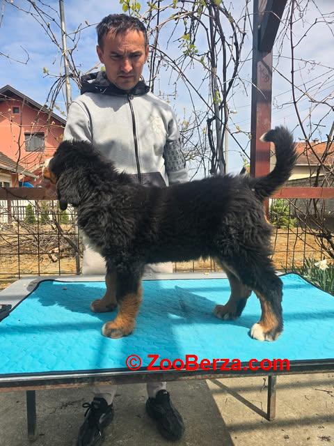 Bernski planinski pas štenci