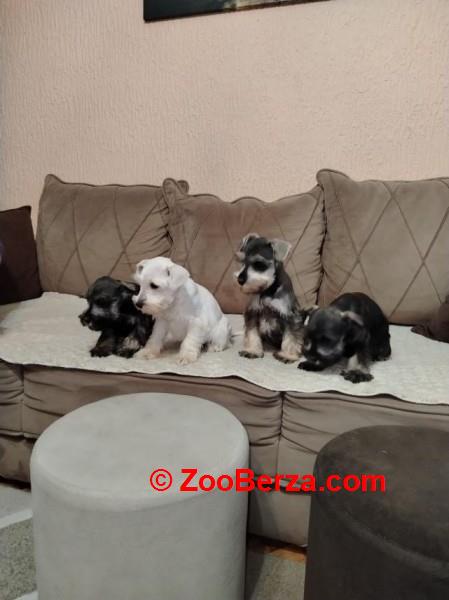 Patuljasti snaucer biber so