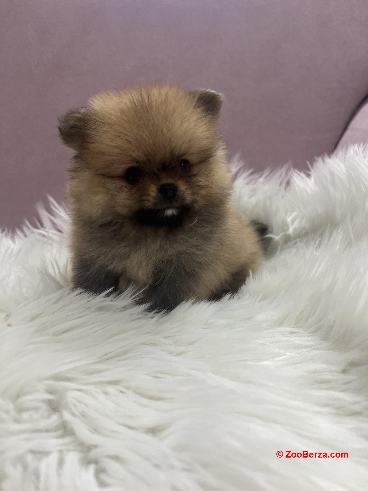 Pomeranac BOO medvedići