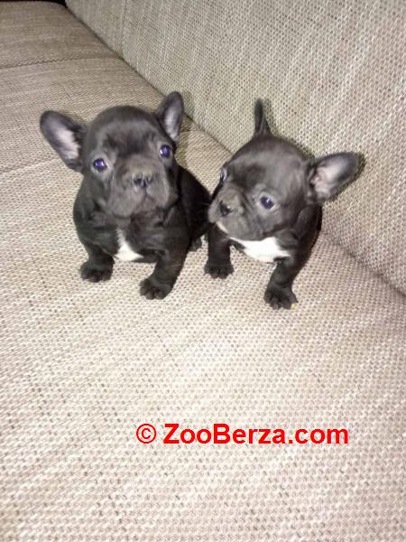 Francuski buldog štenci