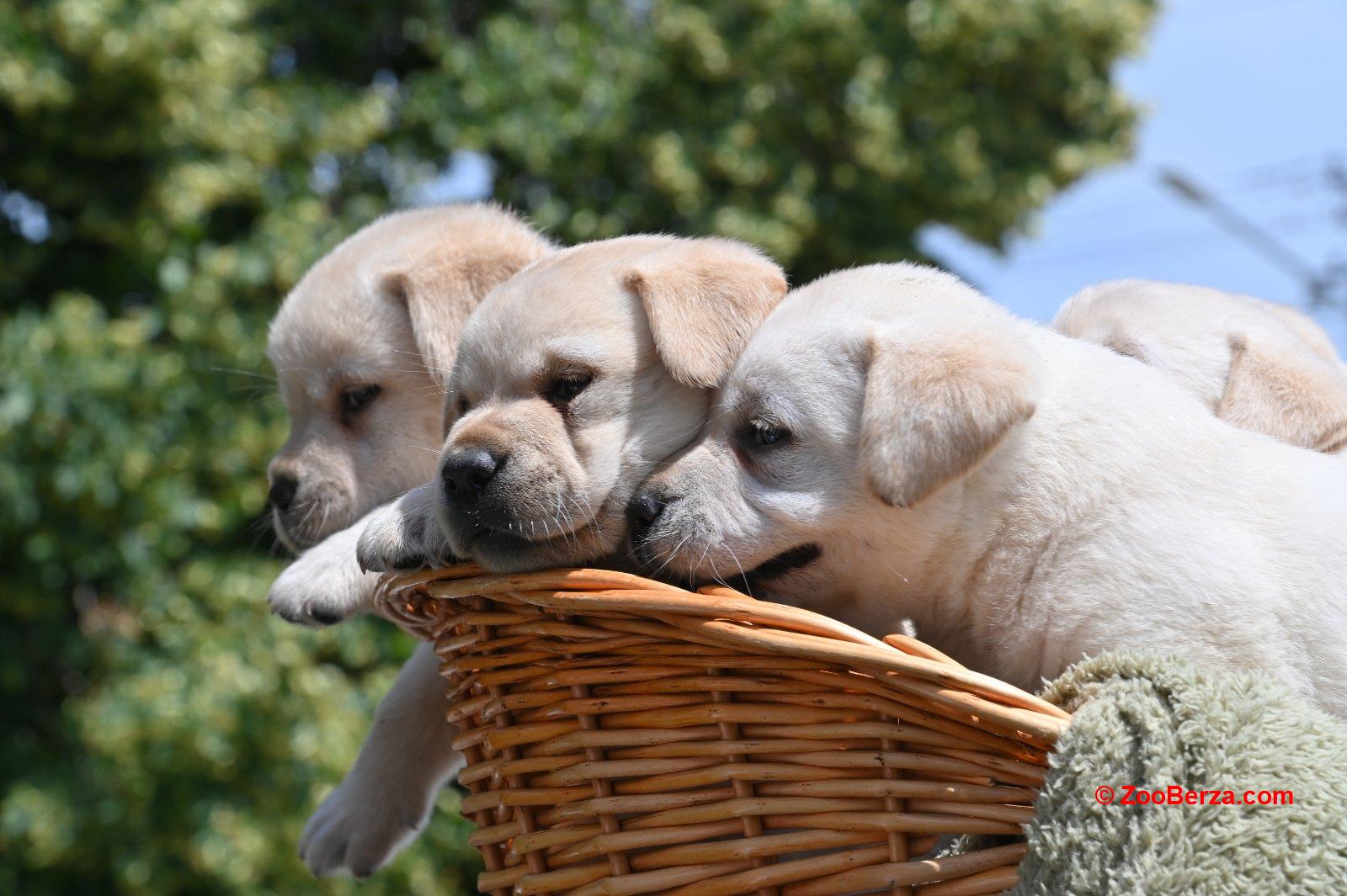 Labrador retriver prelepi štenci