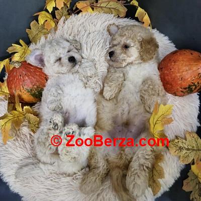 Maltipoo štenci, prelepe bebe 