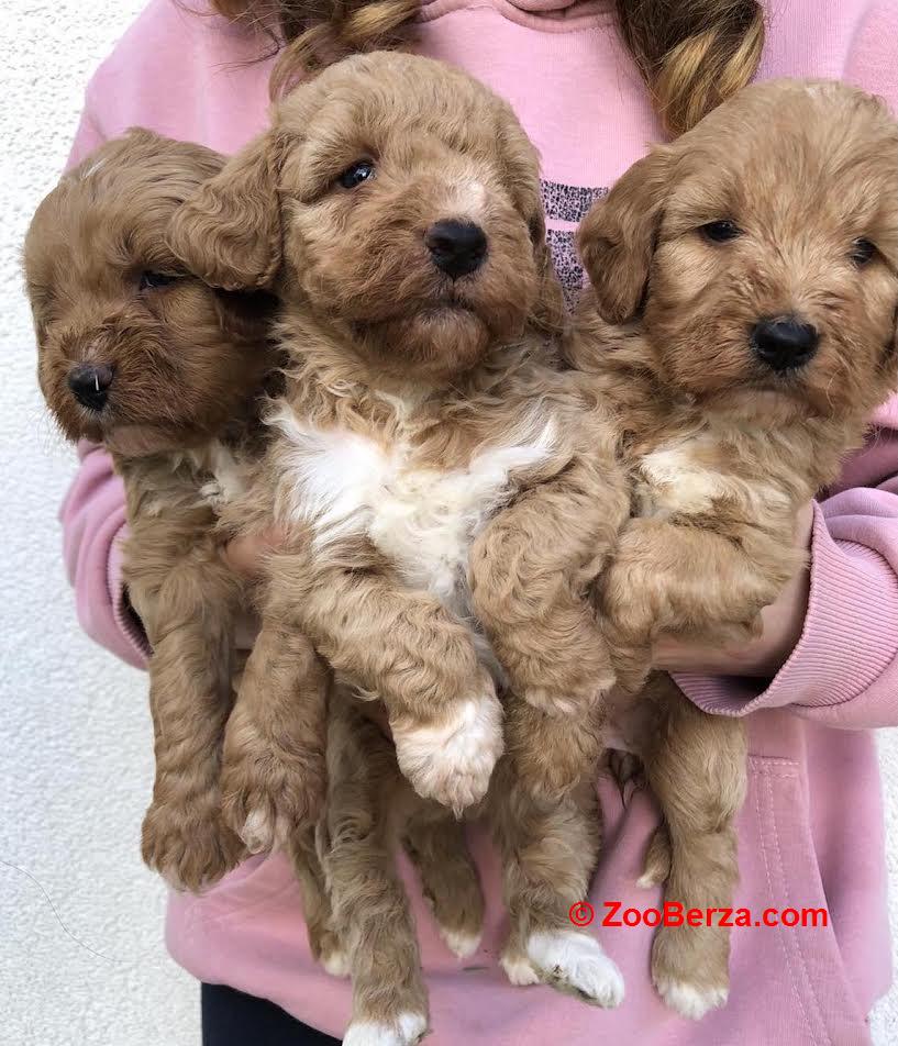 Labradoodle F1b