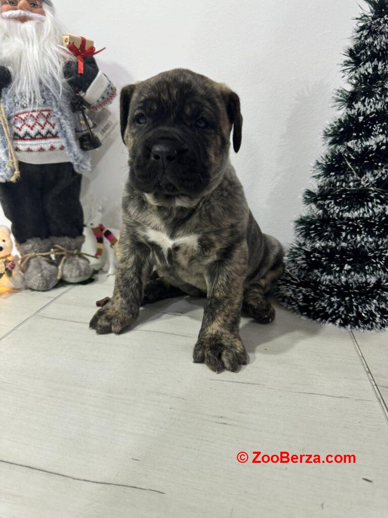 Preca Canario Kanarska doga štenci