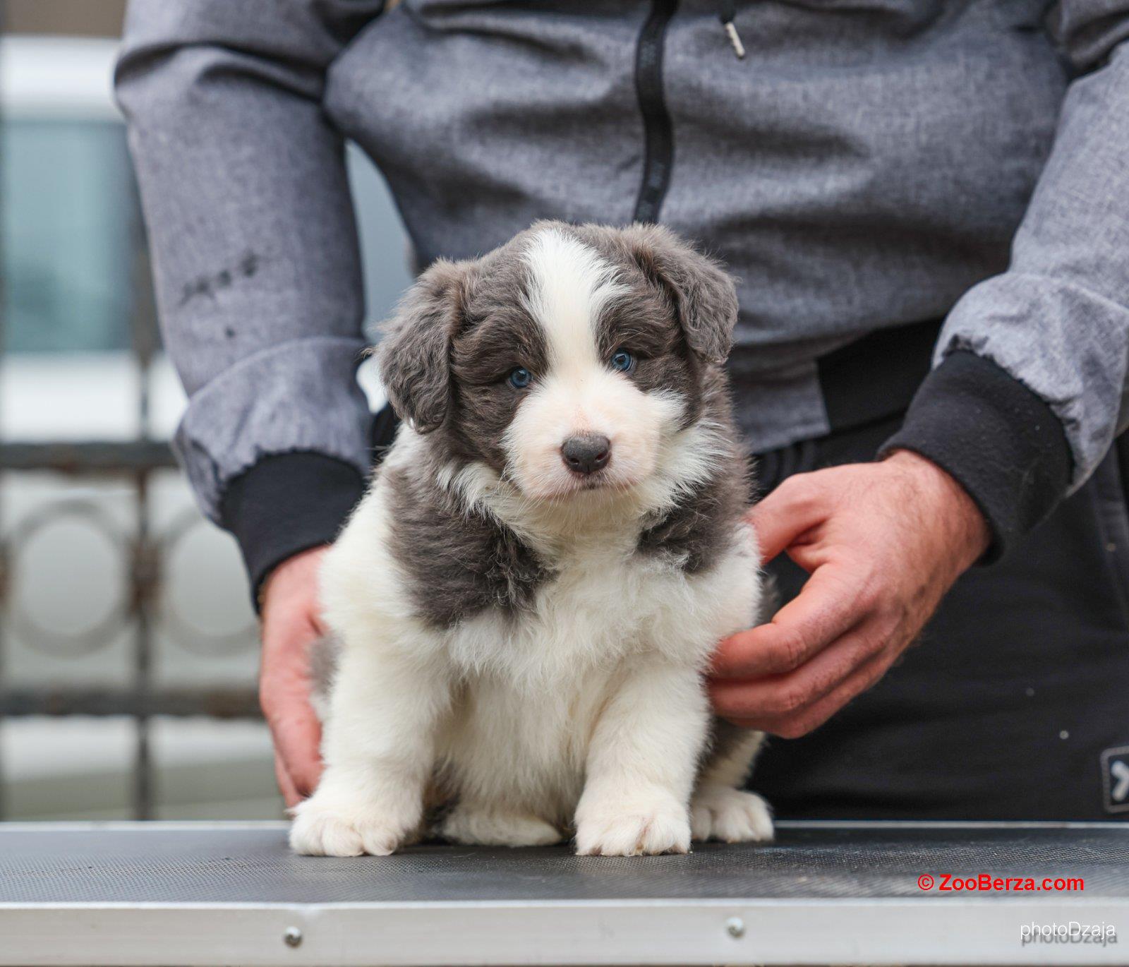 Border Collie prelepi štenci