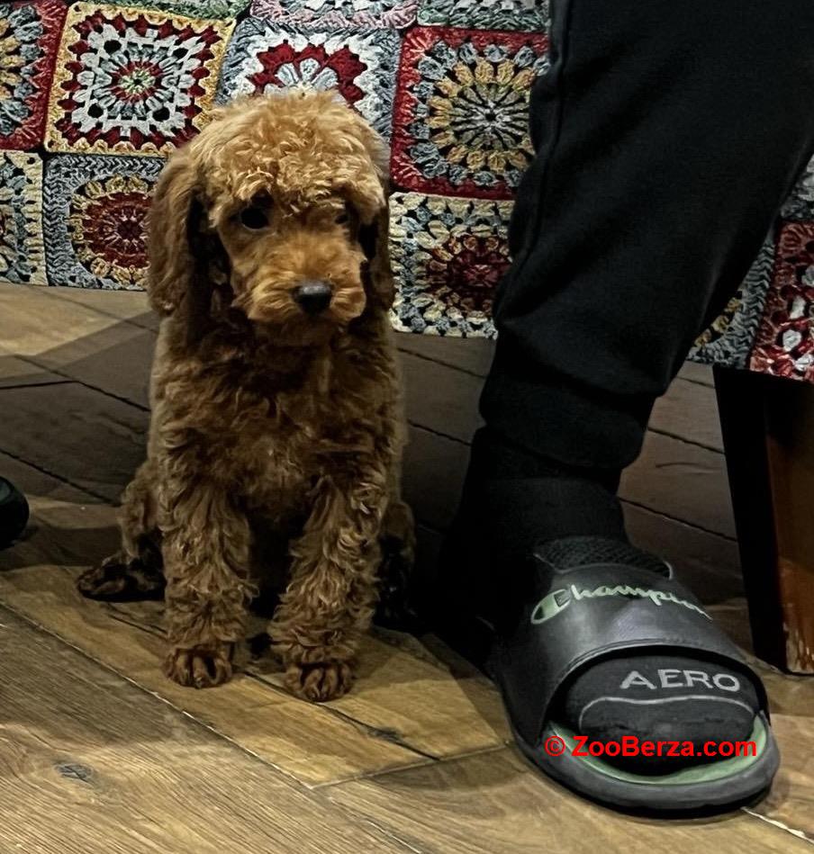 Toy Pudle na prodaju