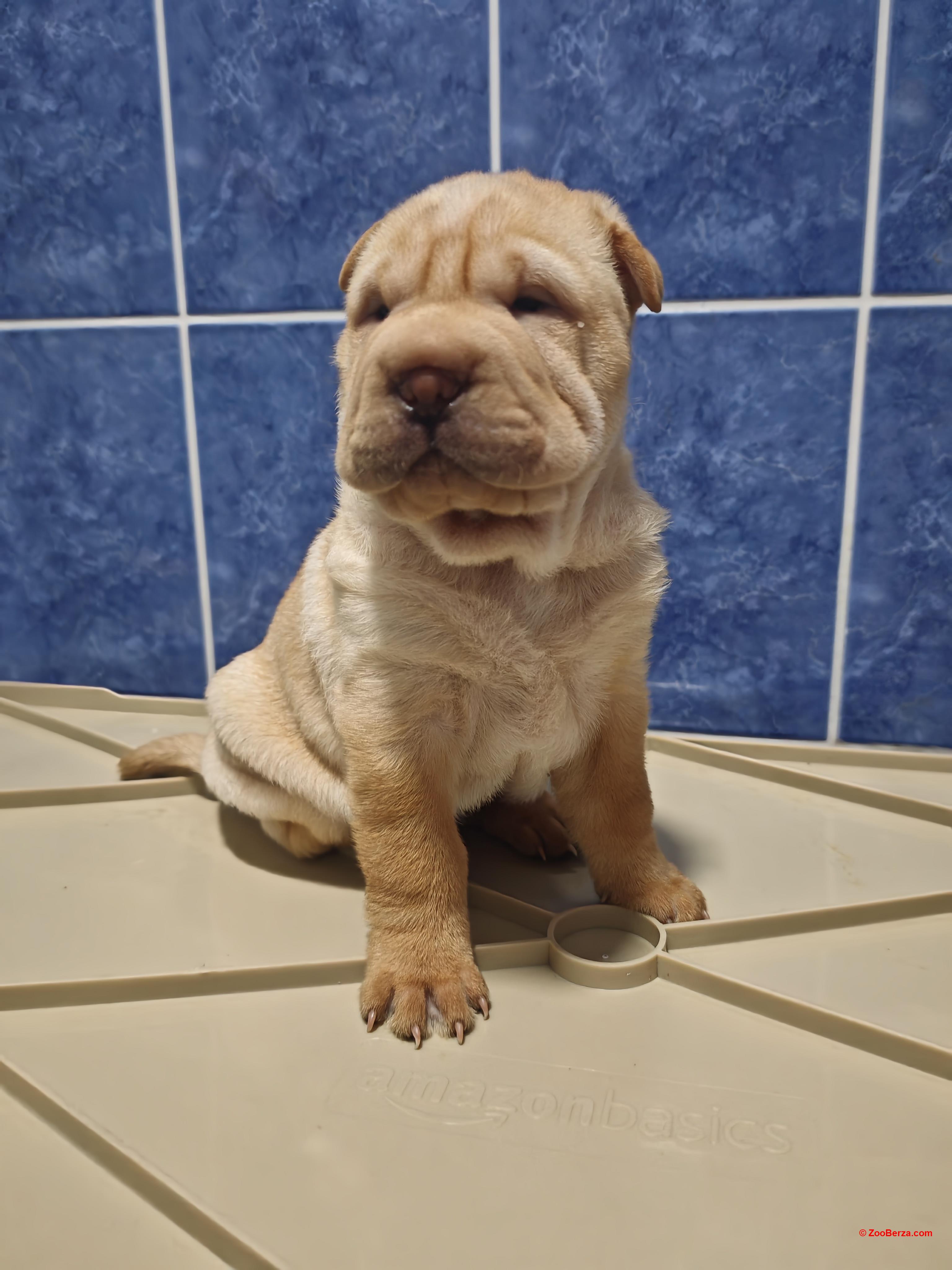 Stenci Shar peia