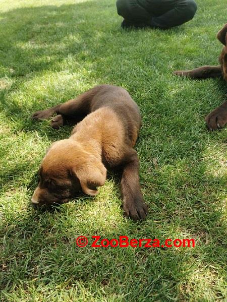 Čokoladni labrador 