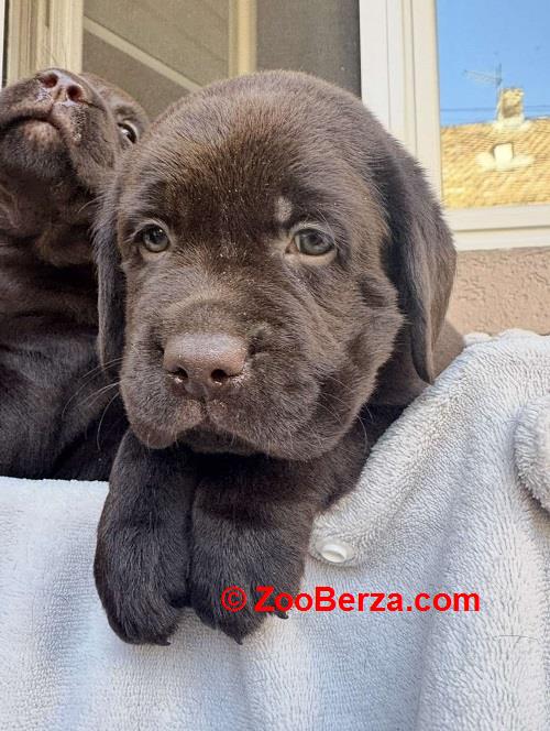 Cokoladni labrador