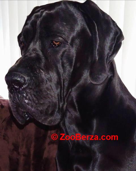 Nemačka doga štenci