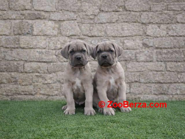 Cane Corso štenci