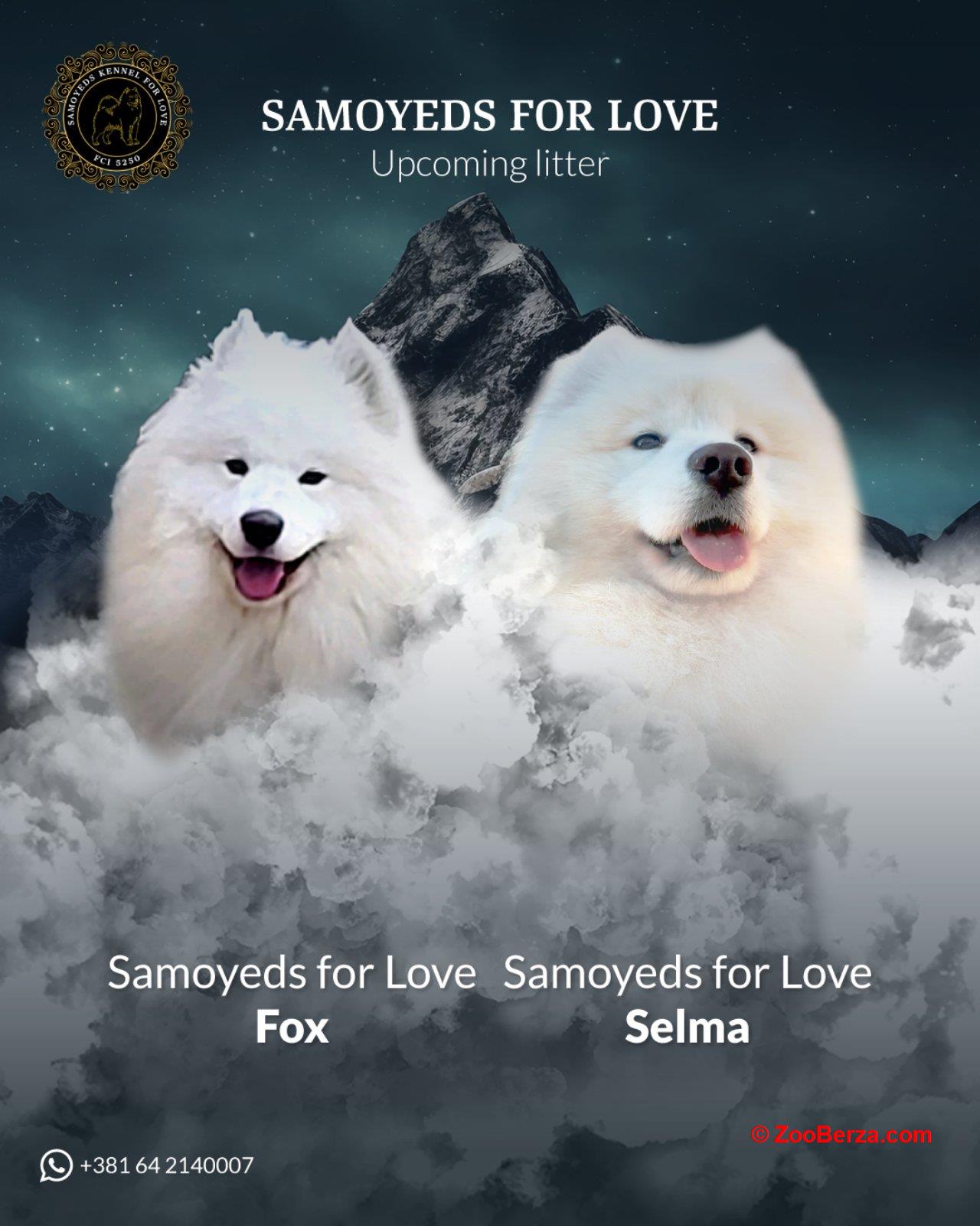 Samojed štenci i odrasli psi