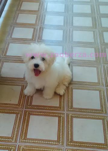 maltezer