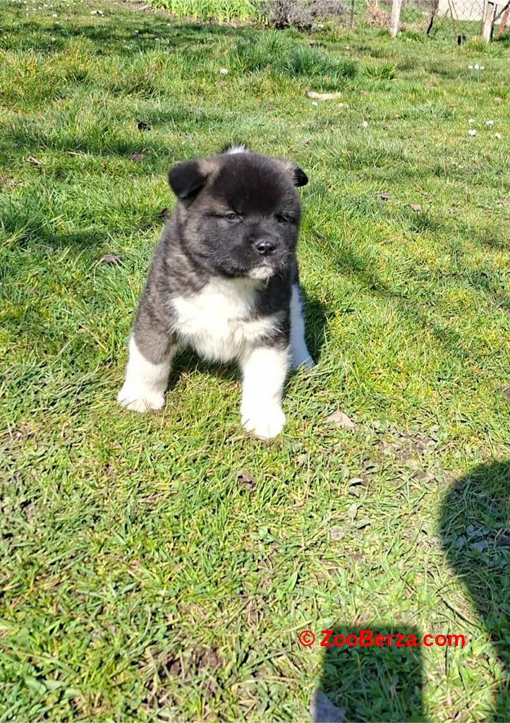 Americka Akita prelepi stenci