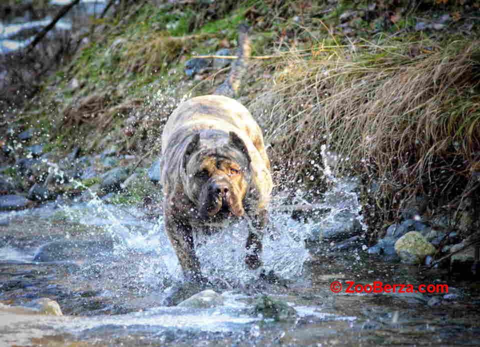 Na prodaju stenci prese kanario 