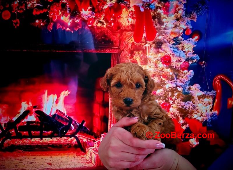 Patuljaste pudle stenci