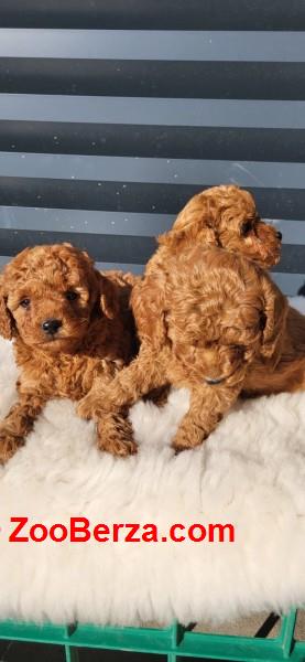 Crvene pudle, štenci