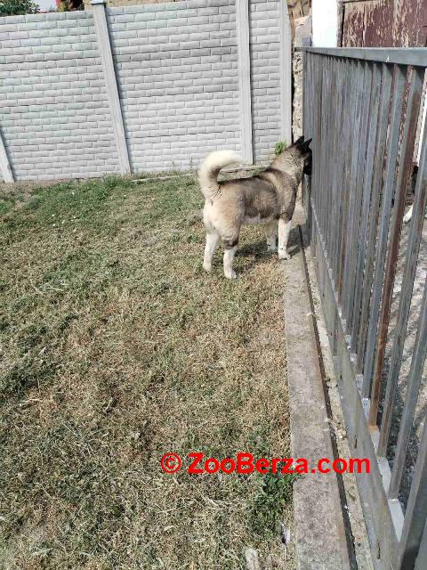 Americka Akita, mužjak, parenje