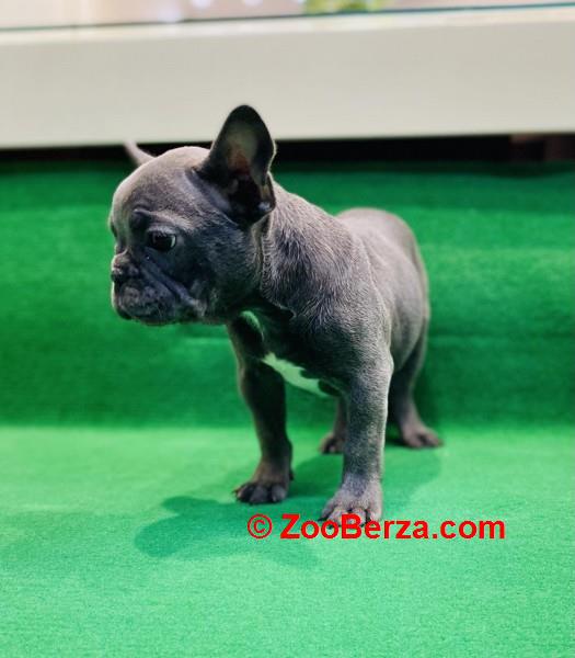 Zensko stene francuskog buldoga 