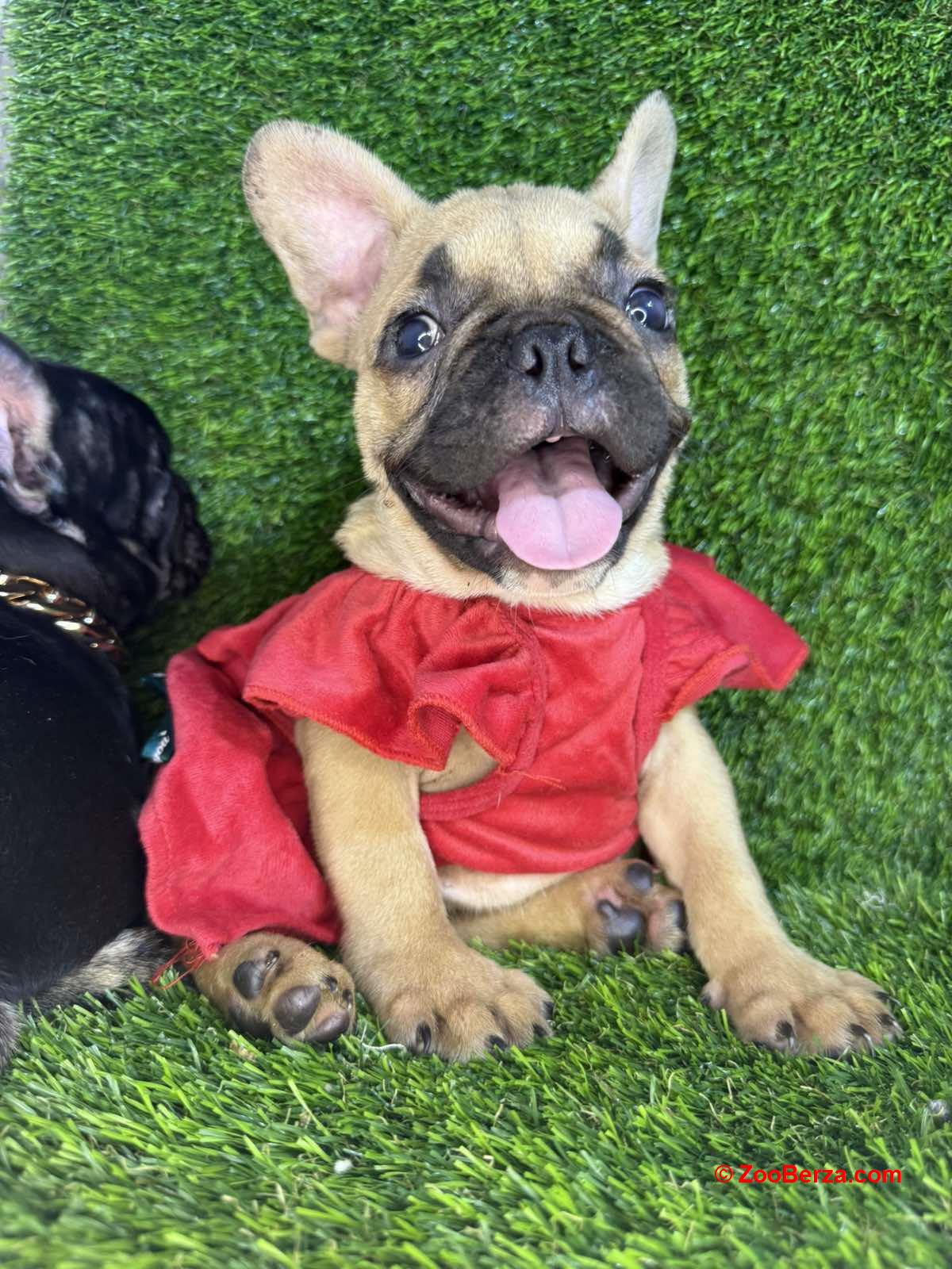 Francuski Buldog prelepi štenci