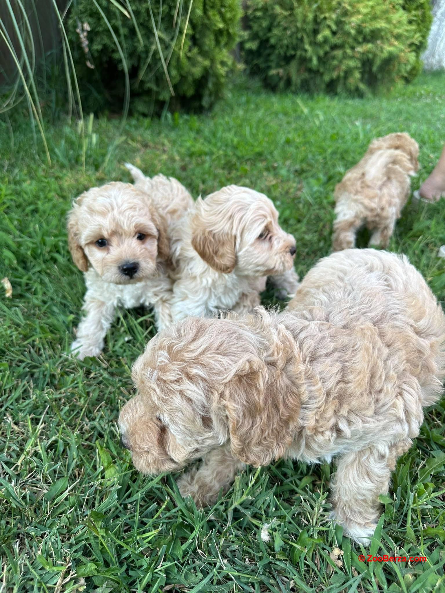 Pudle i maltipoo štenci