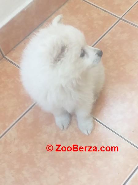 Pomeranski mini špic