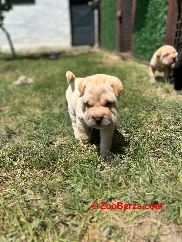 Shar pei – šar pej stenci