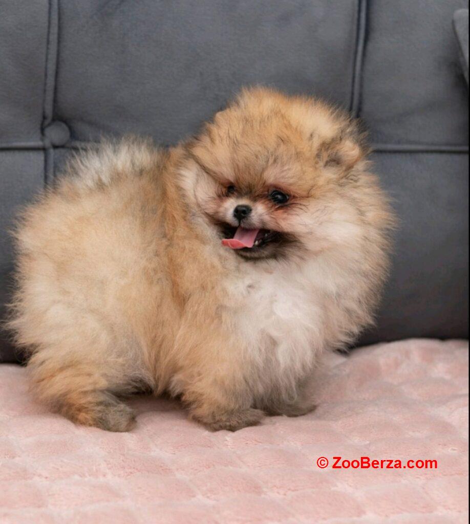 Pomeranac PRELEPI štenci