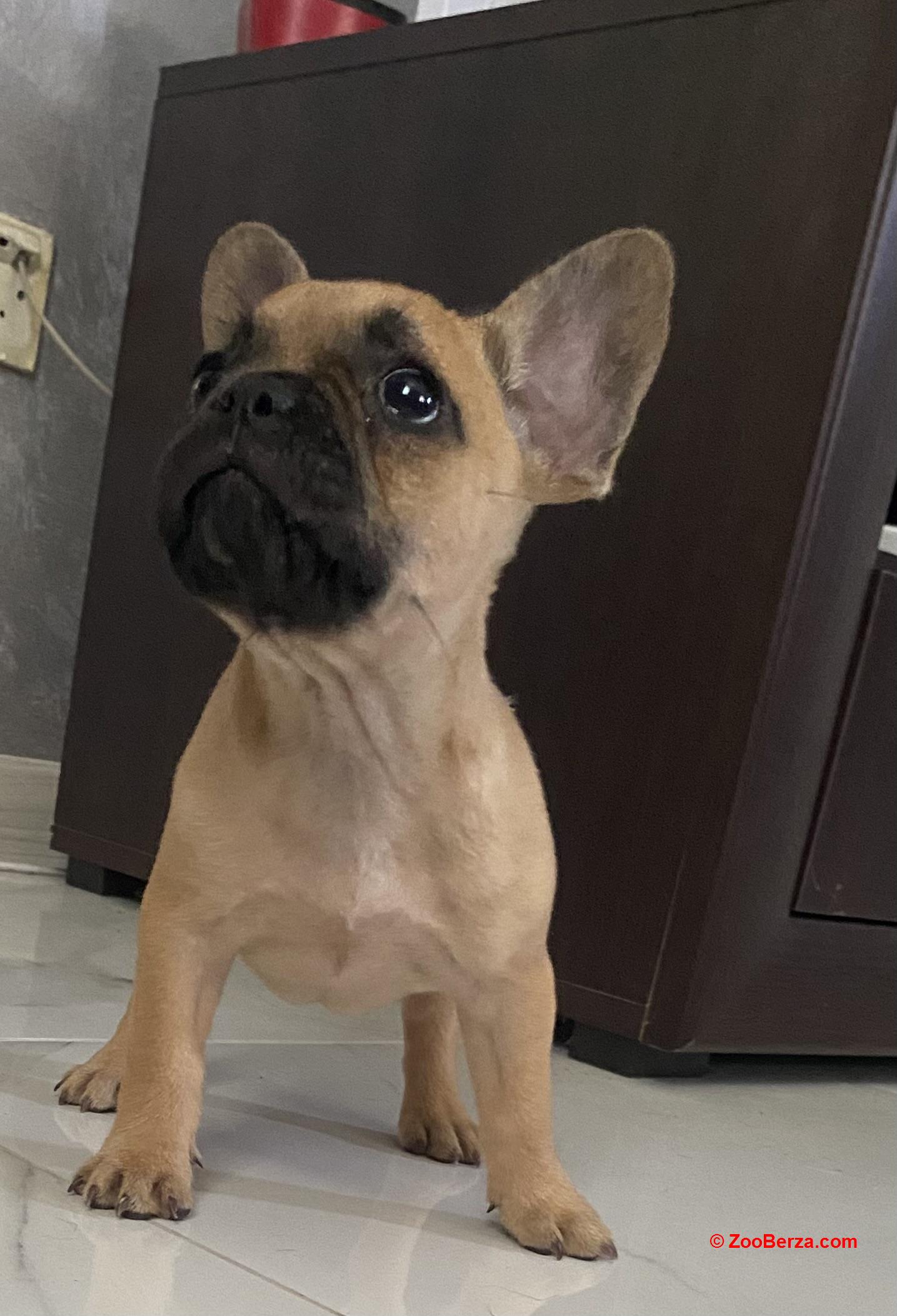 Francuski buldog štene