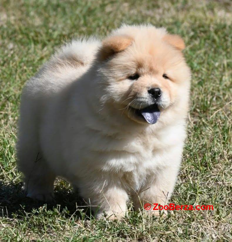 Chow Chow Čau Čau štenci