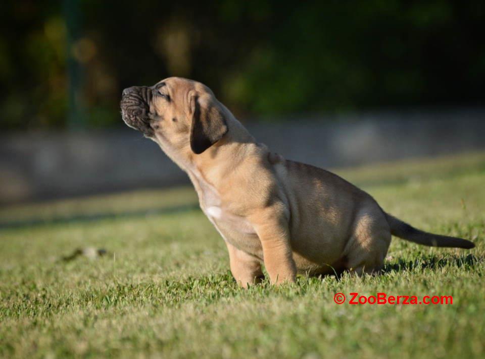 Na prodaju stenci Presa Canario 