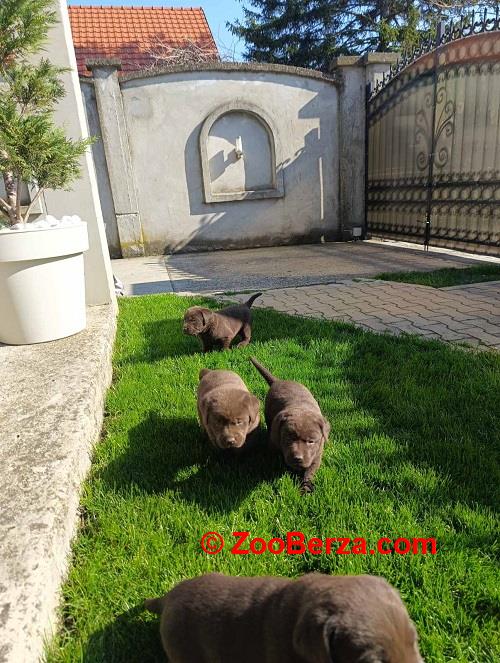 Štenci čokoladnog labradora