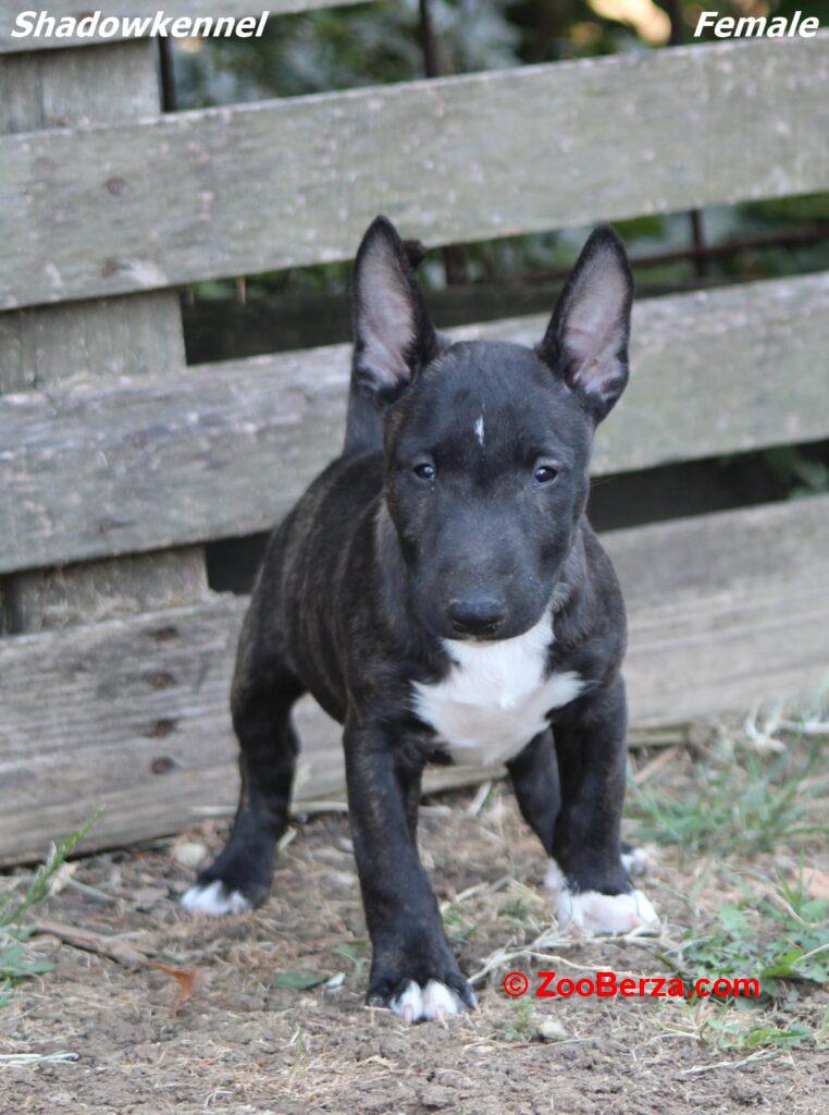 Mini Bull Terijer prelepi štenci