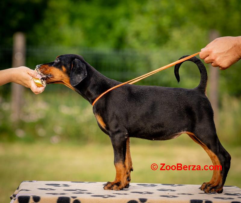 Doberman prelepi štenci