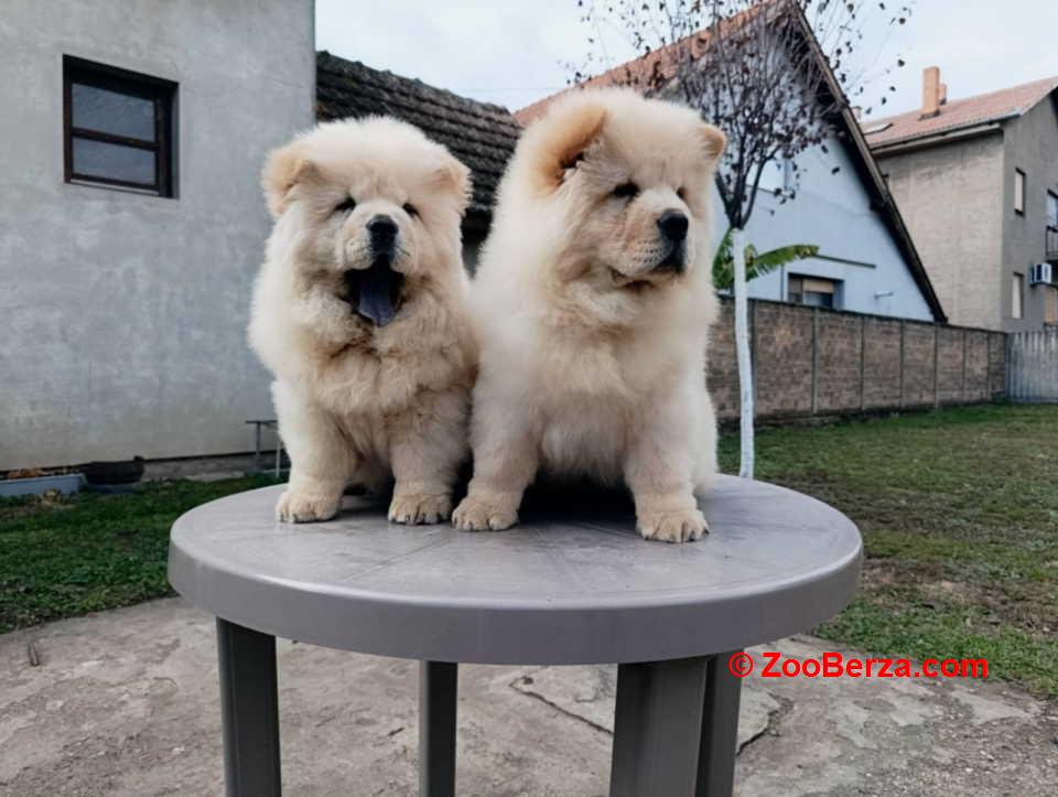 Na prodaju dva mužjaka chow chow stari tri meseca 