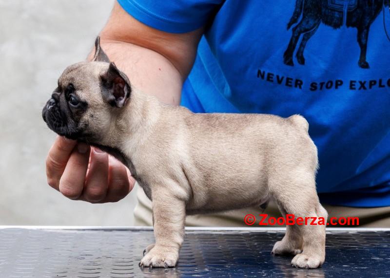 Francuski bulldog, vrhunsko leglo