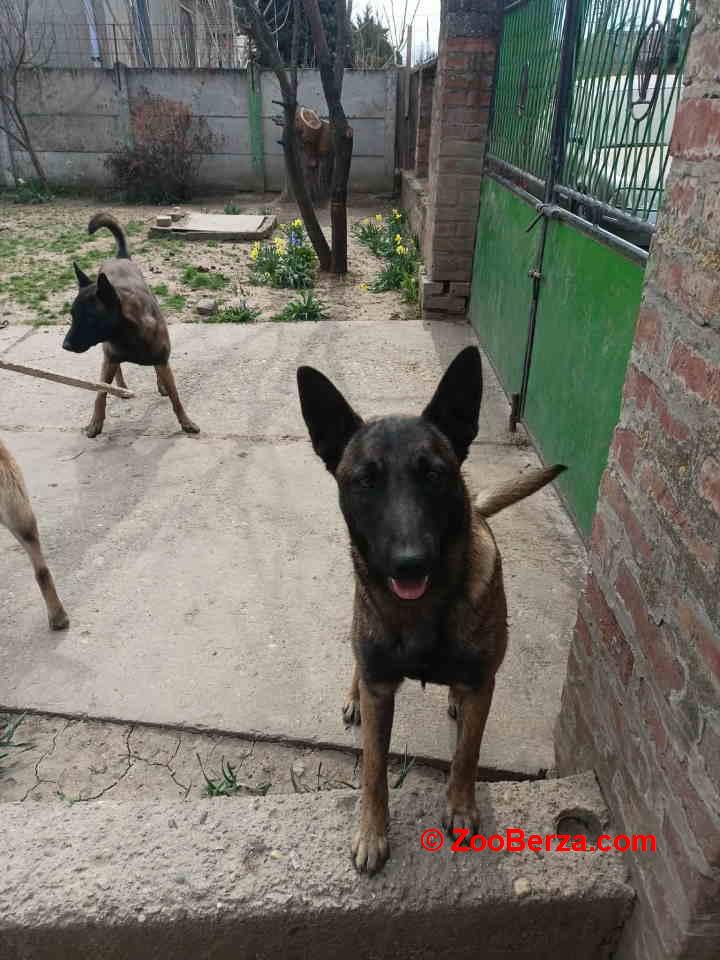 Belgijski ovčar MALINOA štenci 