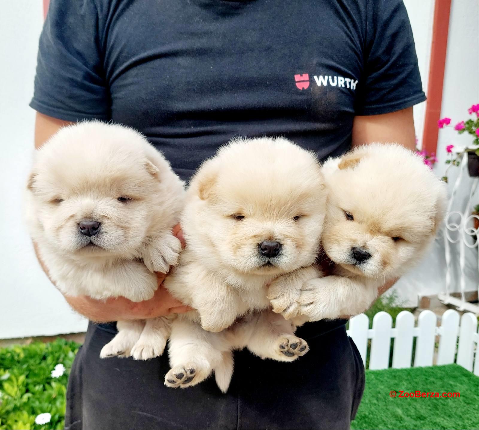 Chow Chow cau cau stenci