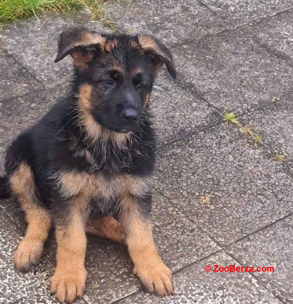 Nemacki ovcar prelepi stenci