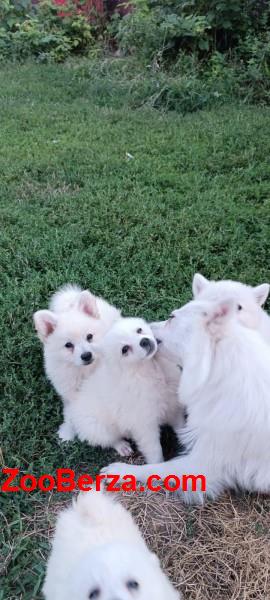 Nemački spic stenci