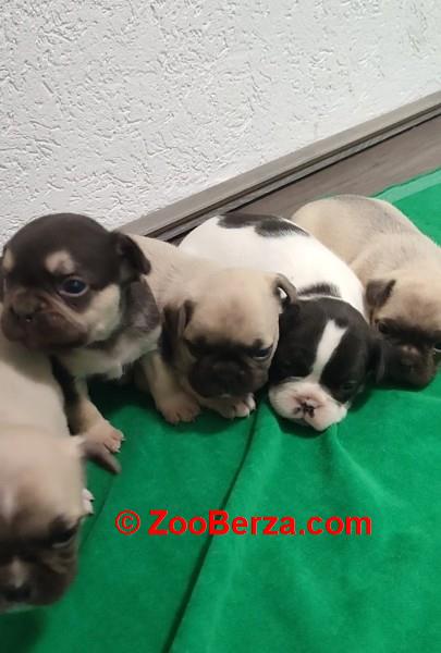 Francuski buldog stenci