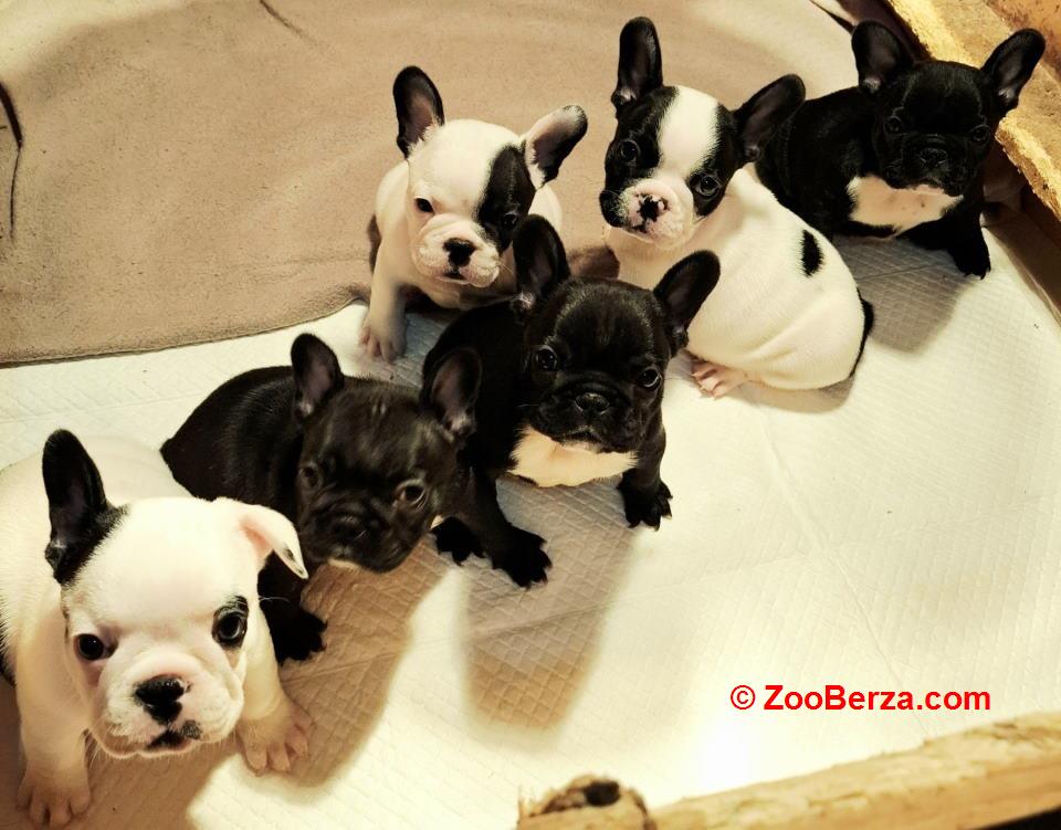 Francuski Buldog prelepi štenci  