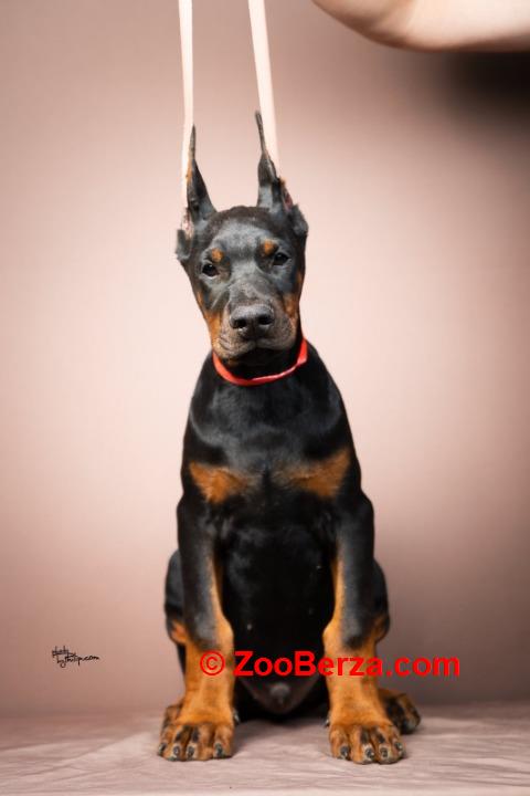 Doberman štenci