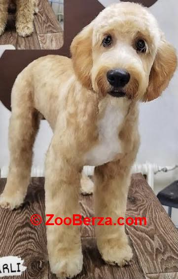 Labradoodle F1b