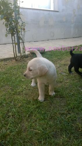 štenci labrador-retrivera