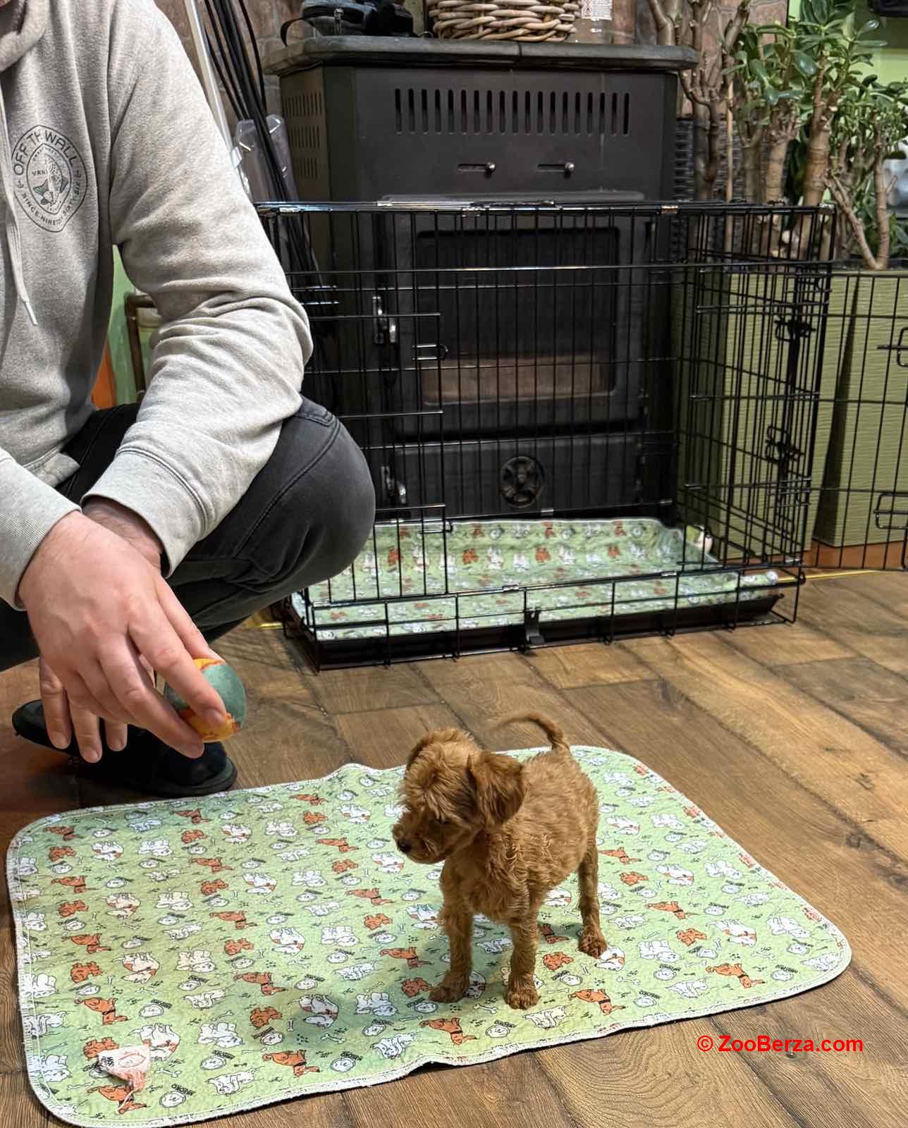 Toy Pudle na prodaju