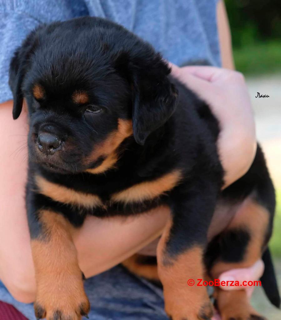 Rotvajler, štene -dostava 